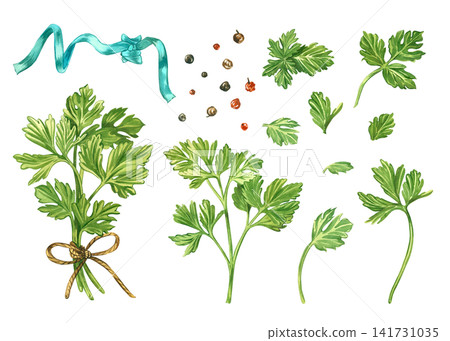A set of hand-painted watercolor illustrations of parsley. A sprig of parsley leaves, leaves, and peppercorns. A collection of watercolor illustrations for kitchen design, decor, and recipe. A set of hand-painted watercolor illustrations of parsley. A sprig of parsley leaves, leaves, and peppercorns. A collection of watercolor illustrations for kitchen design, decor, and recipe. 141731035