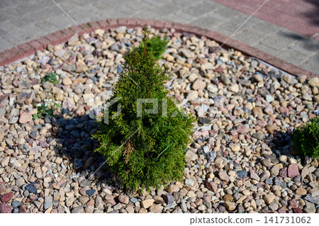 A small green tree stands surrounded by various sizes of rocks. The tree is part of a garden design near a walking path. Bright sunlight casts shadows A small green tree stands surrounded by various sizes of rocks. The tree is part of a garden design near a walking path. Bright sunlight casts shadows 141731062