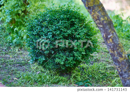 A round bush stands in the garden surrounded by green grass. Nearby, there are trees adding to the garden scene. Sunlight filters through the leaves A round bush stands in the garden surrounded by green grass. Nearby, there are trees adding to the garden scene. Sunlight filters through the leaves 141731143