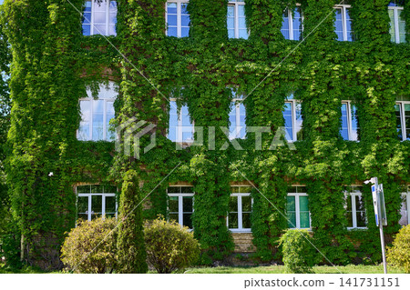 The building shows green vines climbing over brick walls. Windows are visible. Shrubs are present in front. This scene is set on a sunny day The building shows green vines climbing over brick walls. Windows are visible. Shrubs are present in front. This scene is set on a sunny day 141731151
