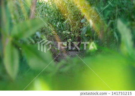 Vegetative growth stage shows leaves without developed fruits. Outdoor cultivation environment supports early plant development. Vegetative growth stage shows leaves without developed fruits. Outdoor cultivation environment supports early plant development. 141731215