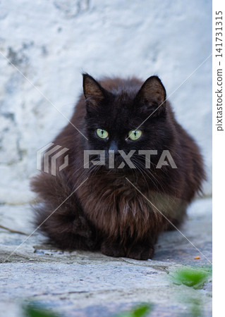 Pathetic street homeless cat. Homeless stray cat on the rustic street. Pathetic street homeless cat. Homeless stray cat on the rustic street. 141731315