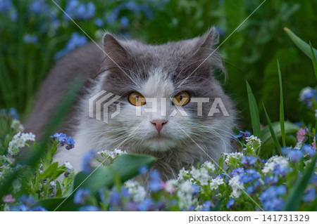 Adorable domestic pet macro portrait in garden. Portrait of curious face cat enjoying nature. Adorable domestic pet macro portrait in garden. Portrait of curious face cat enjoying nature. 141731329
