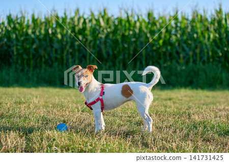 Small terrier stands beside blue ball on grass with cornfield in the background Small terrier stands beside blue ball on grass with cornfield in the background 141731425
