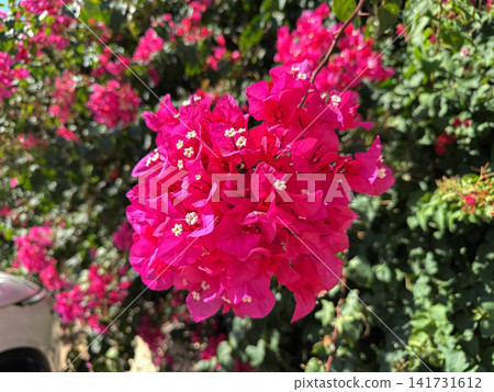 Tropical bougainvillea plant with vivid pink flowers Tropical bougainvillea plant with vivid pink flowers 141731612