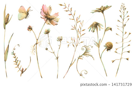 Wildflowers and grass set painted in watercolor. Collection of botanical illustrations in pastel tone. Elements with butterfly for wedding invitation and greeting card design. 141731729