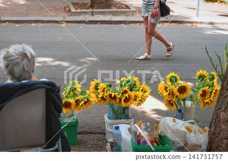 Elderly woman Pensioner Selling Sunflowers at Outdoor Street. Elderly person sitting beside fresh sunflowers displayed for sale at an outdoor street market. Everyday candid urban scene Elderly woman Pensioner Selling Sunflowers at Outdoor Street. Elderly person sitting beside fresh sunflowers displayed for sale at an outdoor street market. Everyday candid urban scene 141731757