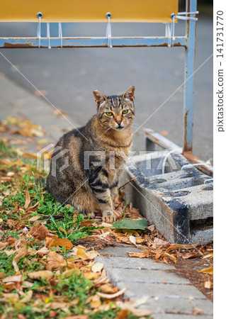 Tabby Cat Sitting Among Fallen Autumn Leaves Outdoors. Striped tabby cat with green eyes sitting on grass, dry fall leaves near old outdoor structure. Alert domestic cat looks directly at camera Tabby Cat Sitting Among Fallen Autumn Leaves Outdoors. Striped tabby cat with green eyes sitting on grass, dry fall leaves near old outdoor structure. Alert domestic cat looks directly at camera 141731770