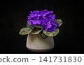 African violet (saintpaulia ionantha) flower 141731830