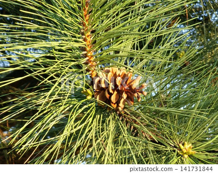 Sunlit Crimean Pine Cone with New Spring Growth 141731844