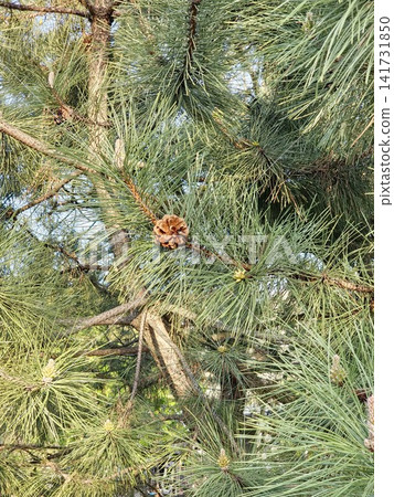 Crimean Pine Branch with Mature Cone and Long Needles Crimean Pine Branch with Mature Cone and Long Needles 141731850