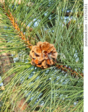 Open Brown Cone on Crimean Pine Branch Open Brown Cone on Crimean Pine Branch 141731851