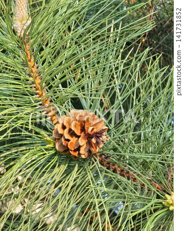 Mature Open Cone Among Crimean Pine Needles Mature Open Cone Among Crimean Pine Needles 141731852