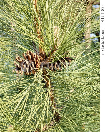 Cluster of Old Cones on Crimean Pine Branch Cluster of Old Cones on Crimean Pine Branch 141731853