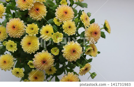 Bouquet of small yellow flowers isolated on white background  141731983