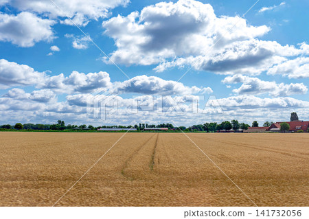 Golden wheat field under a blue sky with fluffy white clouds on a sunny summer day Golden wheat field under a blue sky with fluffy white clouds on a sunny summer day 141732056