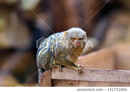 Small pygmy marmoset sitting on a wooden box looking directly at the camera with curious expression 141732068