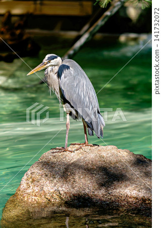Grey heron bird standing on a large rock in clear green water near the riverbank Grey heron bird standing on a large rock in clear green water near the riverbank 141732072
