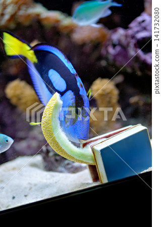 Blue Tang Fish Eating Fresh Melon Slice Inside Coral Reef Aquarium Blue Tang Fish Eating Fresh Melon Slice Inside Coral Reef Aquarium 141732080