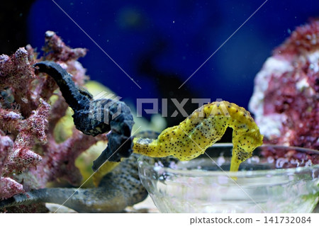Yellow and Dark Seahorses Near Glass Feeding Dish in Marine Aquarium Environment Yellow and Dark Seahorses Near Glass Feeding Dish in Marine Aquarium Environment 141732084