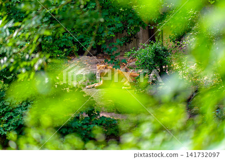 Female Lion Resting In Green Foliage Natural Habitat View Through Leaves Female Lion Resting In Green Foliage Natural Habitat View Through Leaves 141732097
