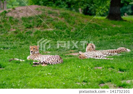 Three Cheetahs Resting On Green Grass Meadow In Natural Habitat Three Cheetahs Resting On Green Grass Meadow In Natural Habitat 141732101