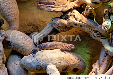 Small Brown Lizard Resting On Wooden Branch In Terrarium Environment Small Brown Lizard Resting On Wooden Branch In Terrarium Environment 141732103