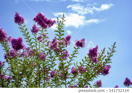 Crape myrtle Crape myrtle 141732134