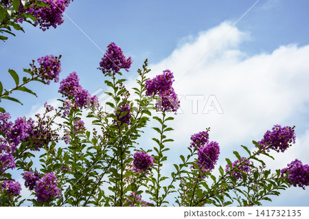 Crape myrtle Crape myrtle 141732135