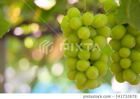 A bunch of fresh Shine Muscat grapes A bunch of fresh Shine Muscat grapes 141732678