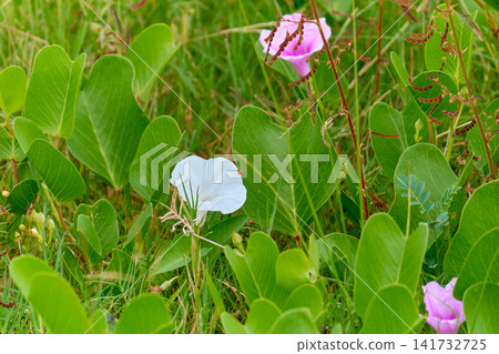 Beach morning glory Ipomoea pes caprae pink funnel shaped flower on tropical sandy dune Beach morning glory Ipomoea pes caprae pink funnel shaped flower on tropical sandy dune 141732725