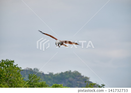 Eagle Feeding in Langkawi island Mangrove tour Kilim Geoforest Park. Eagle Feeding in Langkawi island Mangrove tour Kilim Geoforest Park. 141732733