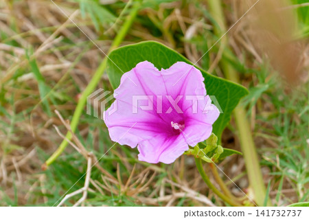 Beach morning glory Ipomoea pes caprae pink funnel shaped flower on tropical sandy dune Beach morning glory Ipomoea pes caprae pink funnel shaped flower on tropical sandy dune 141732737