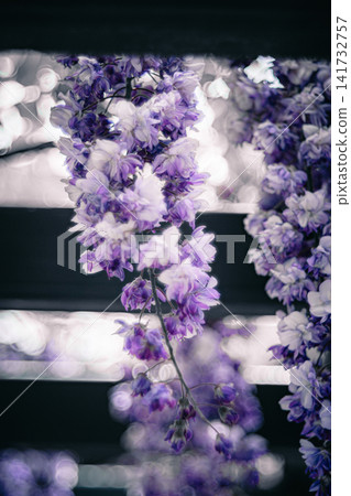 Enchanting wisteria blossoms in the Suigo Sawara Iris Park Enchanting wisteria blossoms in the Suigo Sawara Iris Park 141732757