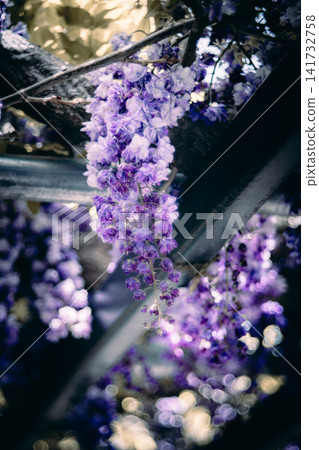 Enchanting wisteria blossoms in the Suigo Sawara Iris Park Enchanting wisteria blossoms in the Suigo Sawara Iris Park 141732758