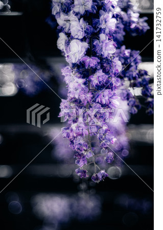 Enchanting wisteria blossoms in the Suigo Sawara Iris Park Enchanting wisteria blossoms in the Suigo Sawara Iris Park 141732759