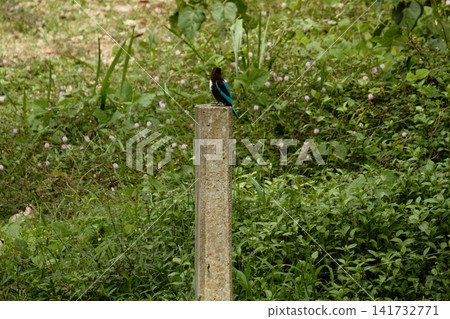 Vibrant tropical kingfisher perched on a wire with rich blue and brown plumage Vibrant tropical kingfisher perched on a wire with rich blue and brown plumage 141732771