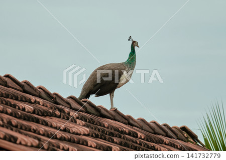 Female peacock in profile with iridescent green neck and brown grey plumage on traditional roof in Hikkaduwa Sri Lanka Female peacock in profile with iridescent green neck and brown grey plumage on traditional roof in Hikkaduwa Sri Lanka 141732779