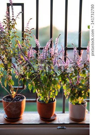 Blooming Thai basil plant bush with small purple aroma flowers in clay pot on windowsill at home Blooming Thai basil plant bush with small purple aroma flowers in clay pot on windowsill at home 141732780