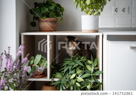 Curious domestic cat inspecting kitchen garden, pet sits in open cabinet surrounded by houseplants. Curious domestic cat inspecting kitchen garden, pet sits in open cabinet surrounded by houseplants. 141732861