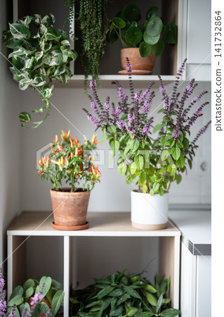 Homegrown blooming aromatic herbs and potted houseplants growing in pots on kitchen cabinet. Homegrown blooming aromatic herbs and potted houseplants growing in pots on kitchen cabinet. 141732864