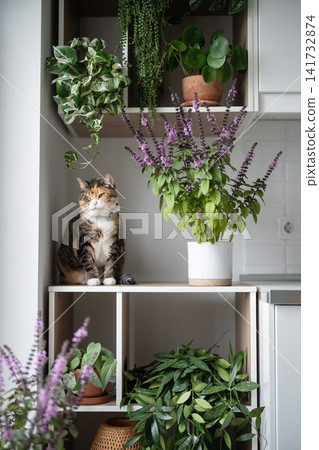 Domestic cat with neck bandage posing on kitchen cabinet among lush blooming potted houseplants. Domestic cat with neck bandage posing on kitchen cabinet among lush blooming potted houseplants. 141732874