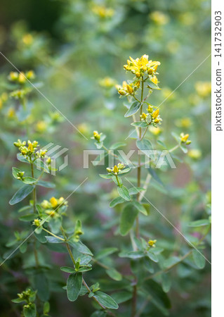 Blooming St. John's Wort plant genus of Hypericum, medicinal herb growing in garden bed outdoors. Blooming St. John's Wort plant genus of Hypericum, medicinal herb growing in garden bed outdoors. 141732903