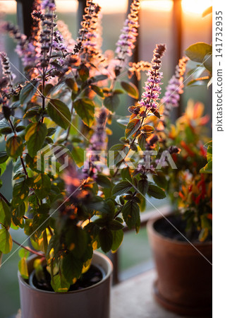 Blooming Thai Basil in pots on balcony at sunset. Cultivation homegrown spicy herbs Blooming Thai Basil in pots on balcony at sunset. Cultivation homegrown spicy herbs 141732935