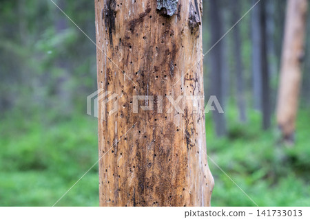 Signs of bark beetle activity on dead spruce trunk showing insect galleries and wood damage in forest. Signs of bark beetle activity on dead spruce trunk showing insect galleries and wood damage in forest. 141733013