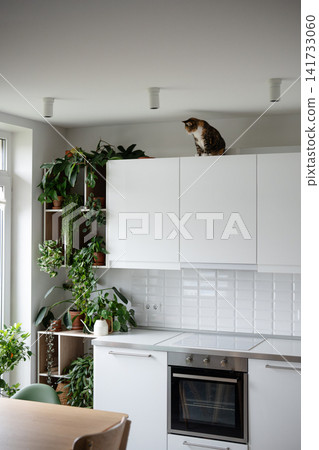 Curious domestic cat sitting on top of kitchen cabinet enjoying observing apartment from high spot. 141733060