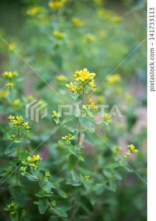 Blooming St. John's Wort plant genus of Hypericum, medicinal herb growing in garden bed outdoors. Blooming St. John's Wort plant genus of Hypericum, medicinal herb growing in garden bed outdoors. 141733113