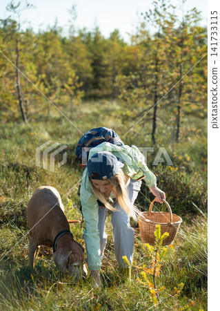 Woman hiker botanist harvesting for natural vegan foraged foods in autumn forest together with dog. Woman hiker botanist harvesting for natural vegan foraged foods in autumn forest together with dog. 141733115