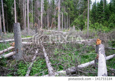 Forest glade with lots of fallen broken trees lying on ground, woodlands after storm and bug attack. Forest glade with lots of fallen broken trees lying on ground, woodlands after storm and bug attack. 141733184
