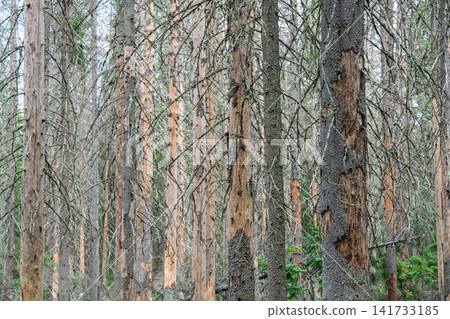 Spruce woodlands invaded by bark beetle, severe infestation leading to drying out and trees death. Spruce woodlands invaded by bark beetle, severe infestation leading to drying out and trees death. 141733185